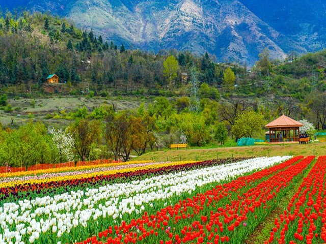 Best Tour Operator tour & travel Srinagar